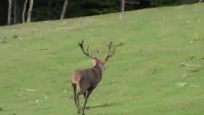 laufender Rothirsch im Wildgehege Hellenthal