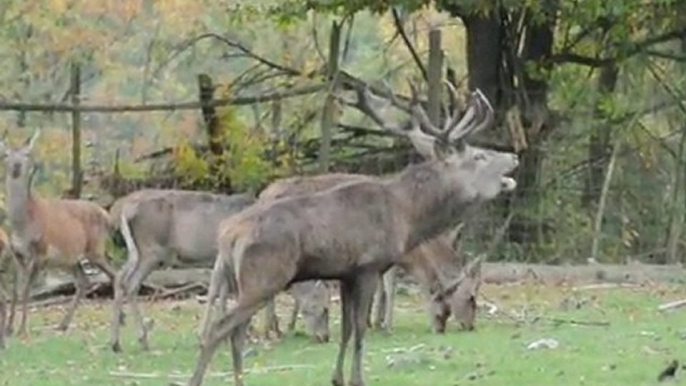 Laute des Rothirschs im Wildgehege Hellenthal