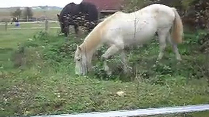 POULAINS MERENS, PONEYS  CAMARGUE déjeuner varié.