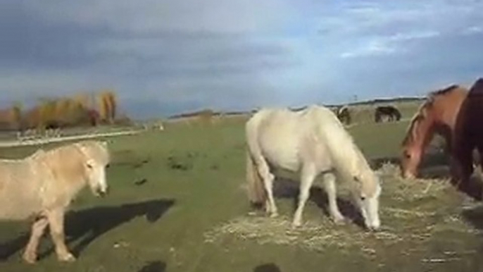 Les poneys de Sophie au pré: safari en stage nov 2010!