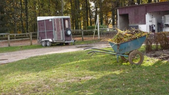 Chevaux et poneys de la doua