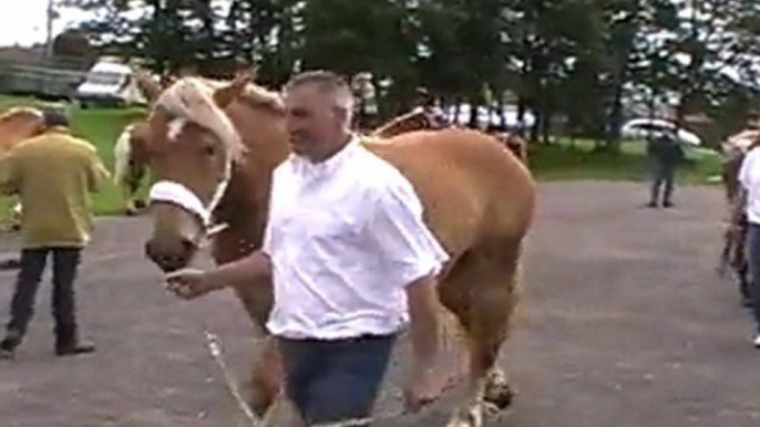 LES CHEVAUX DE TRAIT, COMTOIS ET ARDENNAIS A CEMBOING