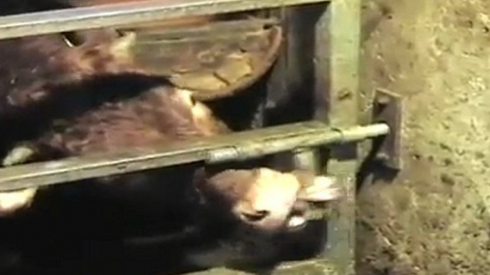 Cow opens farm gate using tongue