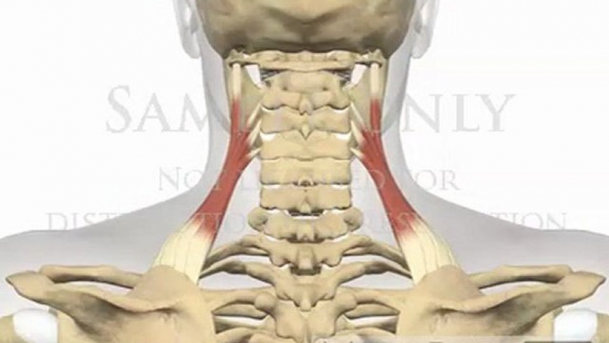 Cervical Spine Shoulder Elevation Muscles Levator Scapulae chiropractic presentations