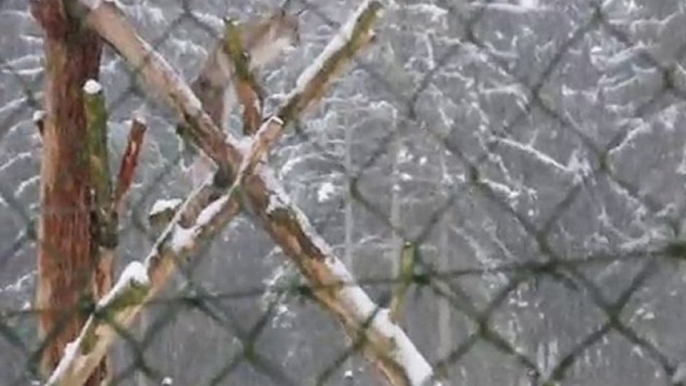 Luchs im Schnee auf einem Baumstamm im Wildgehege Hellenthal