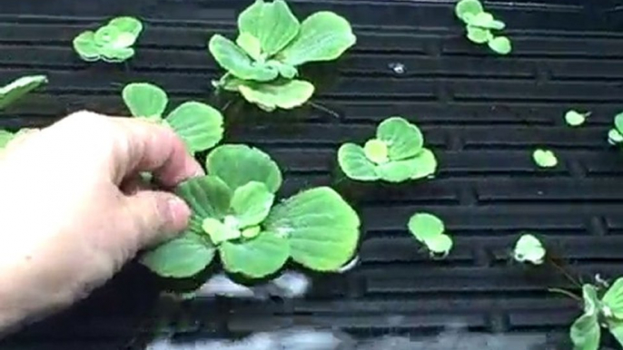 Wintering  Water Garden Pond  Plants Indoors