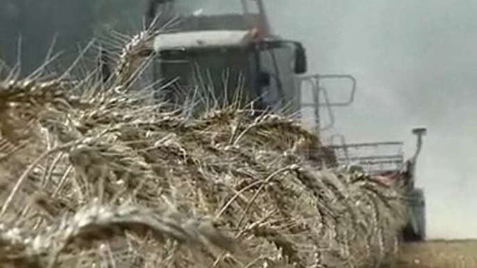 Moisson de blé 2010 avec une claas lexion