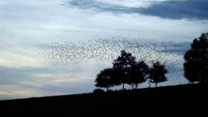 L'Ame collective des Oiseaux~Birds collective Soul~Video Pat