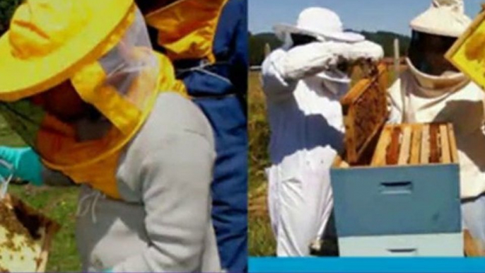 beekeeping for beginners courses - beekeeping for dummies