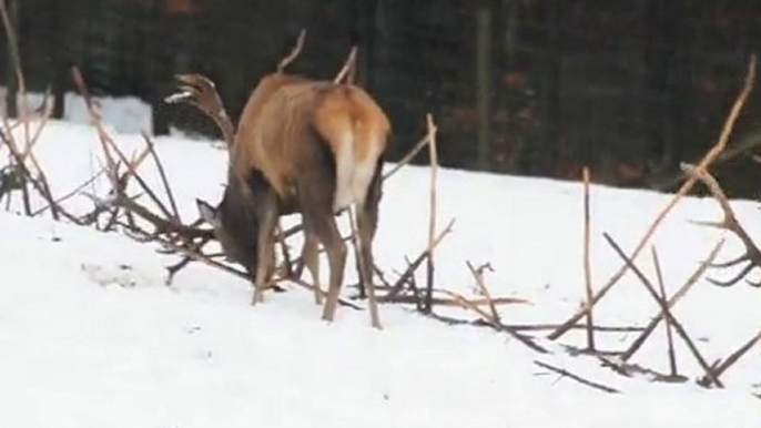 Rothirsch an einem windigen Tag - Wildgehege Hellenthal