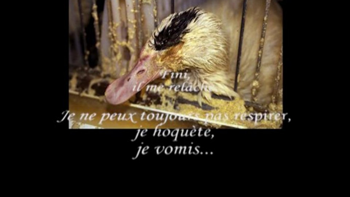 Foie gras et gavage : témoignage d'un canard