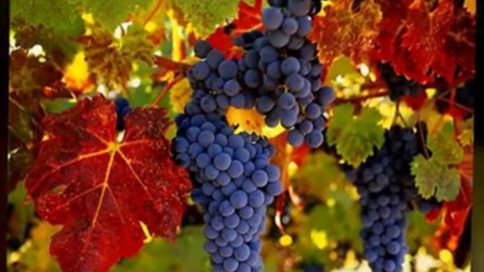 Livermore Wine Tours | Livermore Wine Tasting | Limo Tours