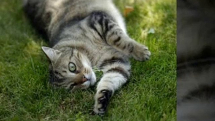 Cat Arthritis, Arthritis in cats, cat health problems