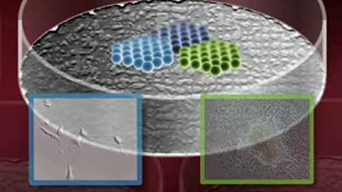 Creating Embryonic Stem Cell Lines