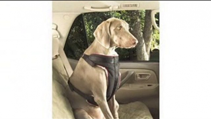 2011 Best Rated Car Pet Barriers & Carriers