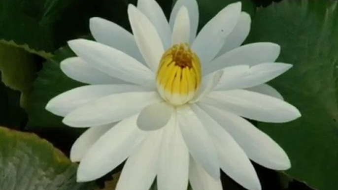 TROPICAL WATER LILIES