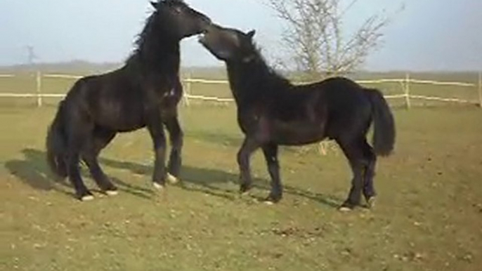 POULAINS MERENS DE 22 MOIS jeux de poulains soleil d' hiver 30/01