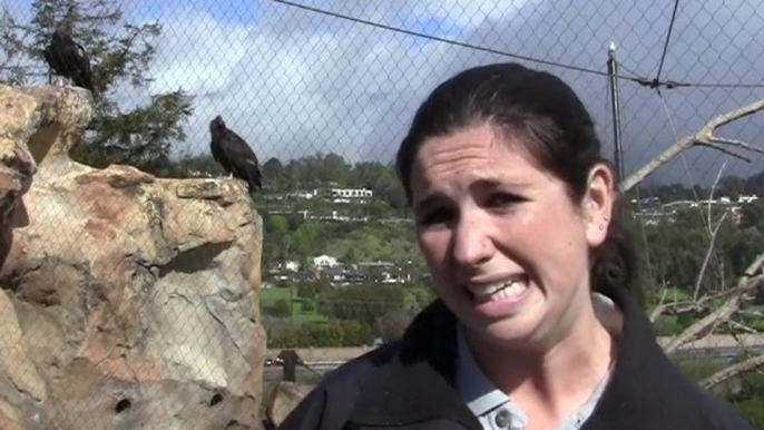 Santa Barbara Zoo Helps Endangered California Condors