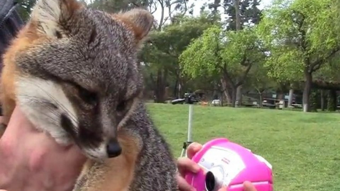 Finnegan, an Endangered Channel Island Fox