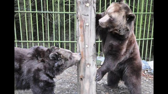 Bären im Wildgehege Hellenthal