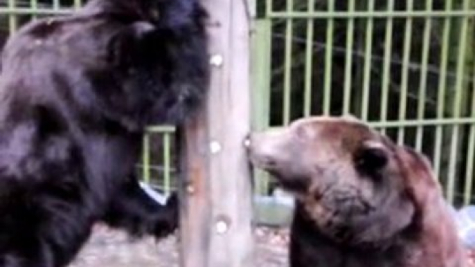 zwei Bären im Wildgehege Hellenthal