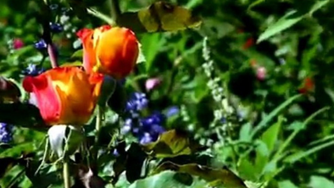 Nature Stock Footage - HD Stock Video - Blooms 03 clip 01