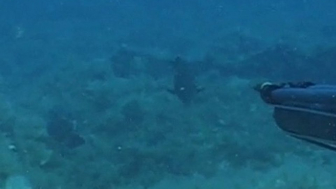 Suicidal comb grouper - spearfishing