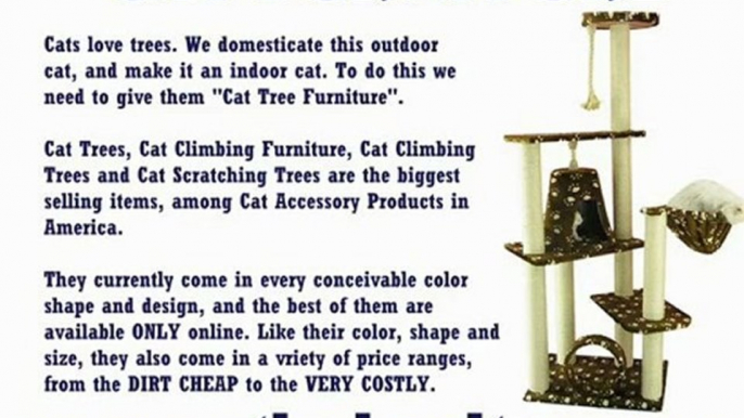 Cat Scratching Furniture – Domesticated Cats Require It