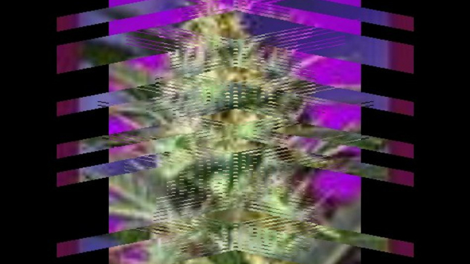 Sweet Seeds Autoflowering Cannabis Seeds