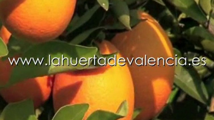 ¿Quieres comprar naranjas naturales? Naranjas online.