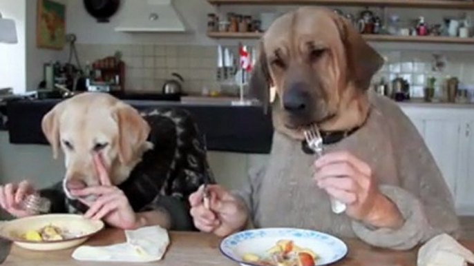 Deux chiens à table en train de diner -  [humour Dogs]