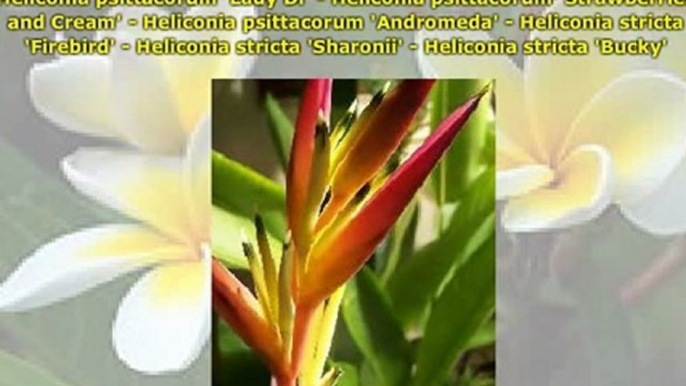 Tropical Plants and Plumeria Care in Temperate Climates