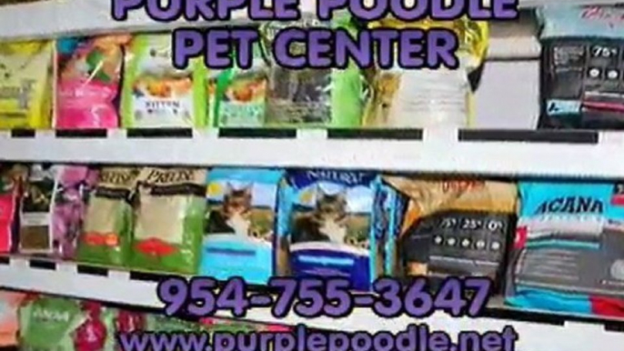 Purple Poodle Pet Center, Coral Springs Dog Groomer, Dog Boa