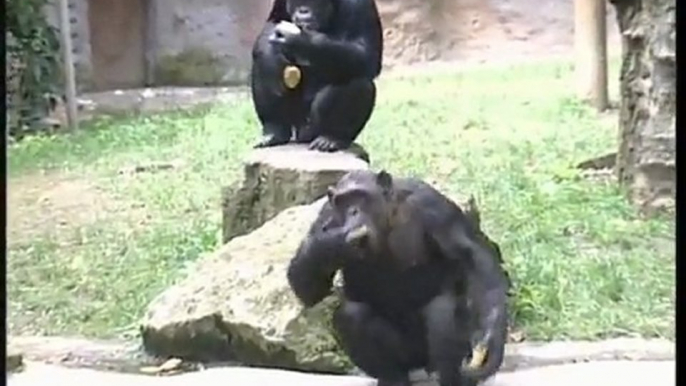 Los animales también comen helados