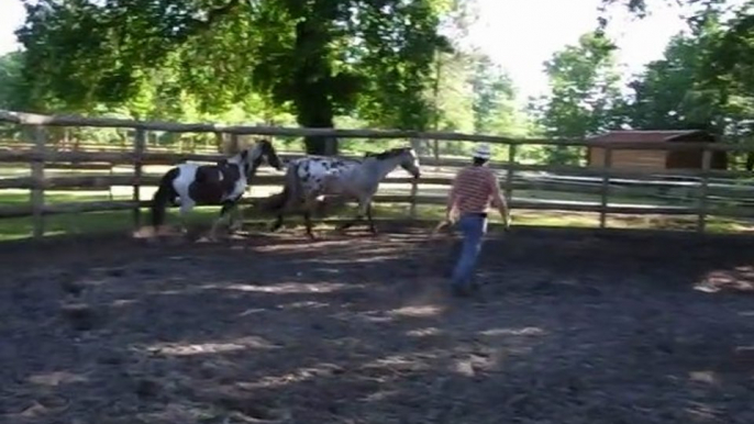 EQUITATION AMERICAINE AU RANCH PAR LE CHUCHOTEUR TONY CLEMENCEAU