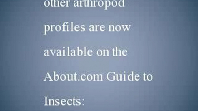 The Insect Index - Profiles of Insects, Sorted by Common Names
