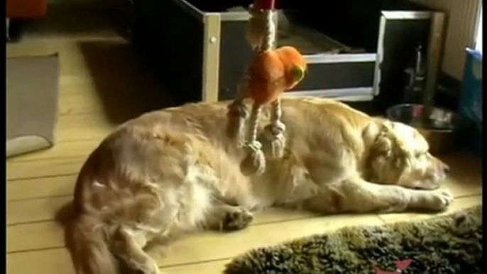 Die ersten Lebenstage einer Golden Retriever Hündin