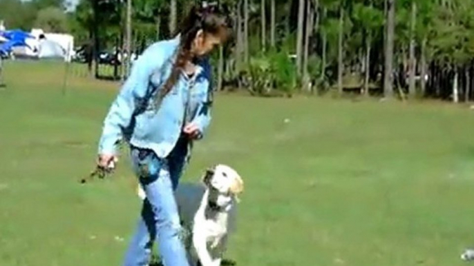 YouTube - Labrador Dusty Starting Off Leash Dogtra E collar Pager