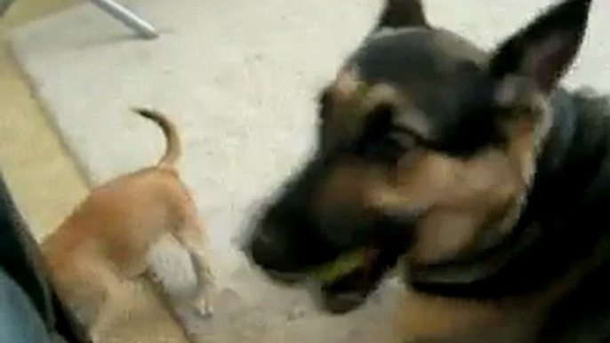 Small dog fighting Big dog | naijanedu.com