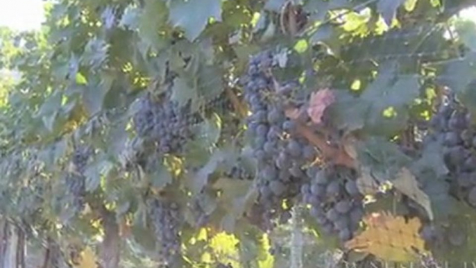 Pinot Noir: Picking, Pruning and Pairing
