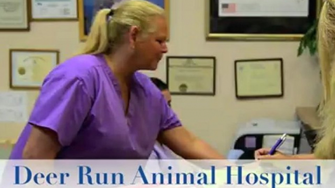 Deerfield Beach Vet, Vet Deerfield, Deerfield Beach Animal Vet, Deerfield Beach Animal Vet