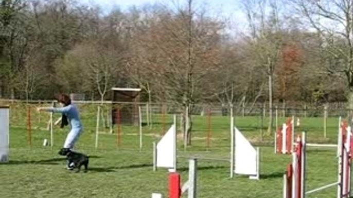 2006-03-11 - Agility Vertou 065 parcours