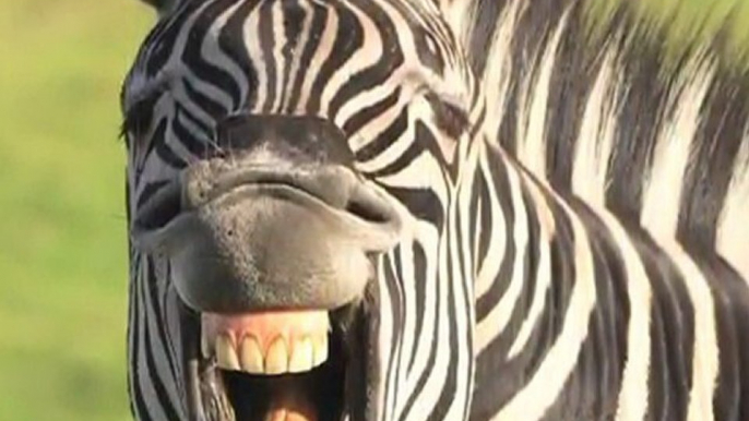 5 Unusual Facts About Zebras
