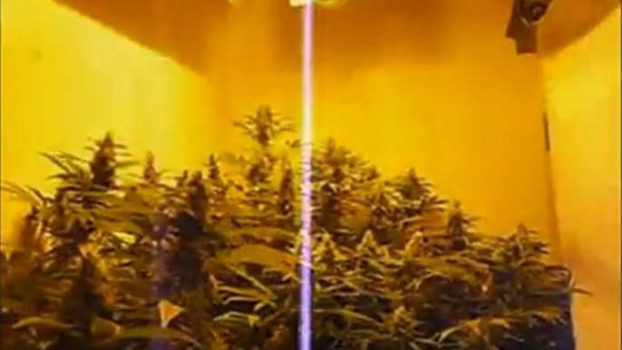 EPISODE 5 DNA GENETICS ROCK LOCK HYDRO WEED GROW BUD PARADISE SEEDS SENSI STAR BUDS HUGE BIG