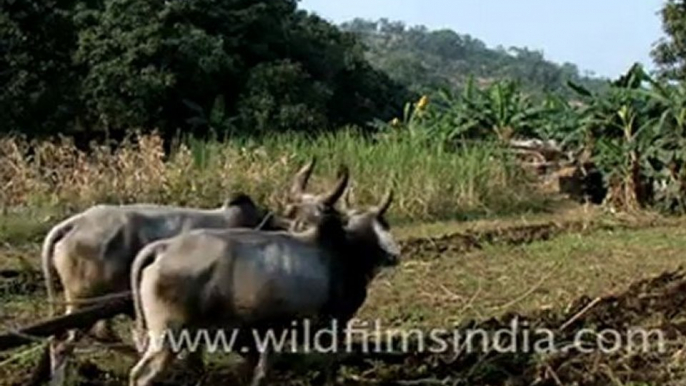 Sustainable rural irrigation, Rajasthan