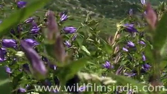 Beautiful Flowers in Valley of Flowers