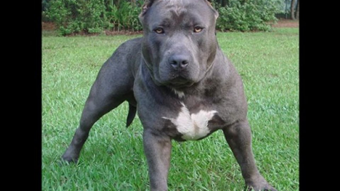 American Pitbull Terrier Dog Breed Images