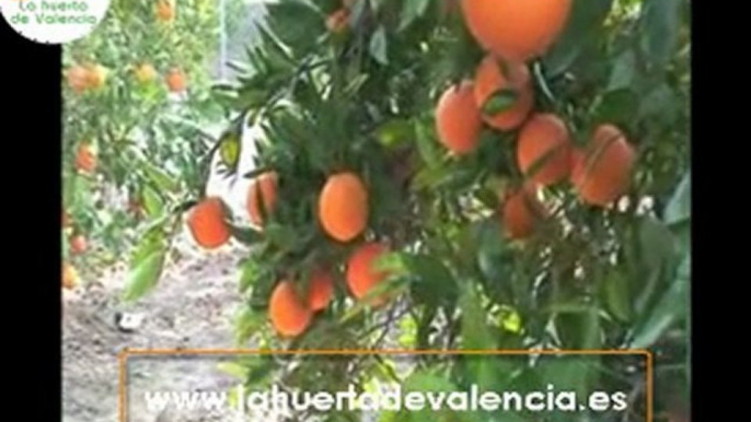 Naranjas online. Deliciosas naranjas a domicilio