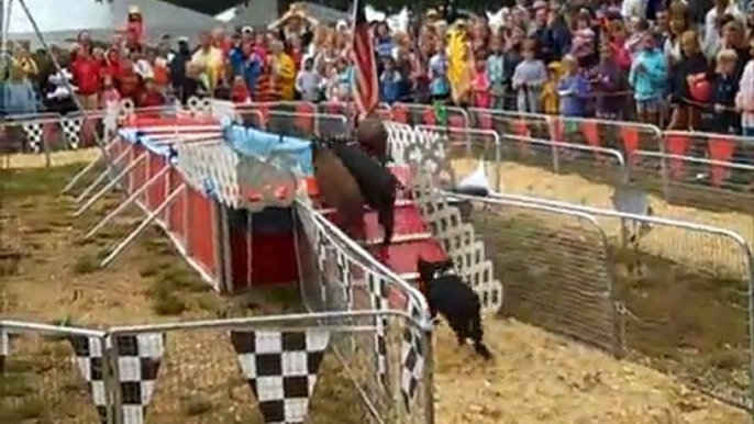 Martha's Vineyard Fair Diving Pigs