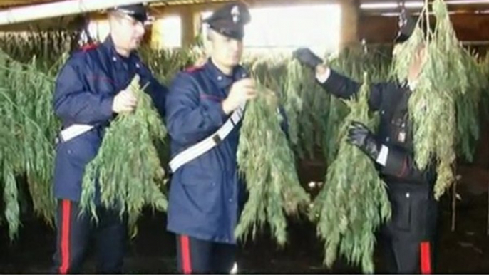 CN24 | VIBO V. | Mille e trecento chili di marijuana sequestrati dai carabinieri